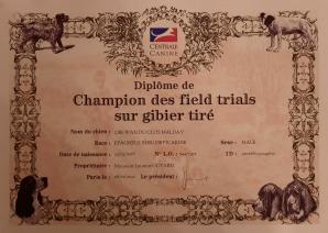 Champion gt